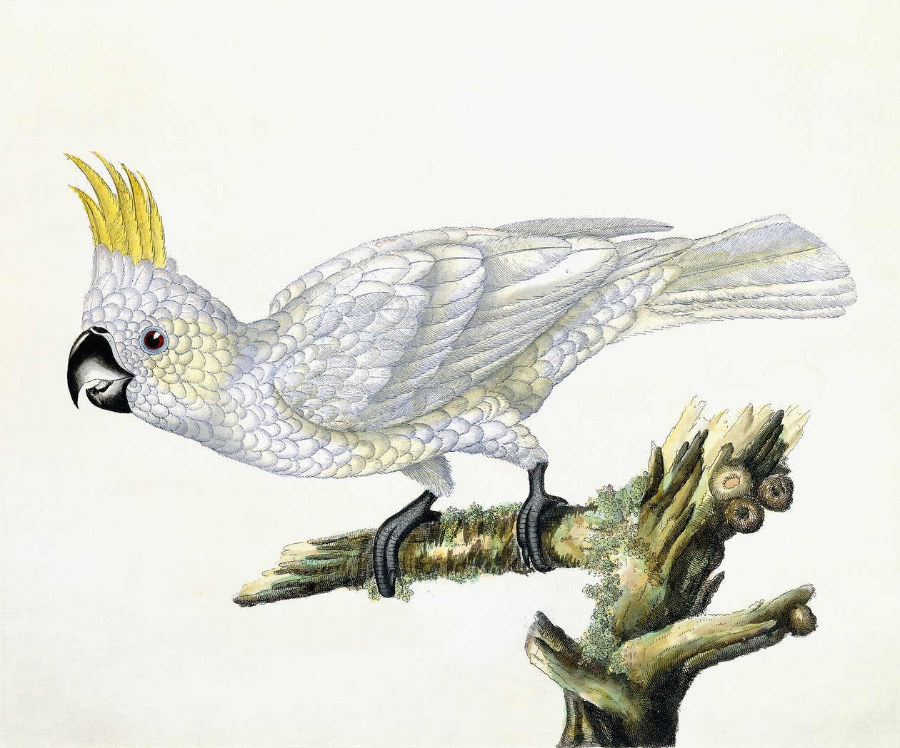 Kakao, 1779 autorstwa William Hayes