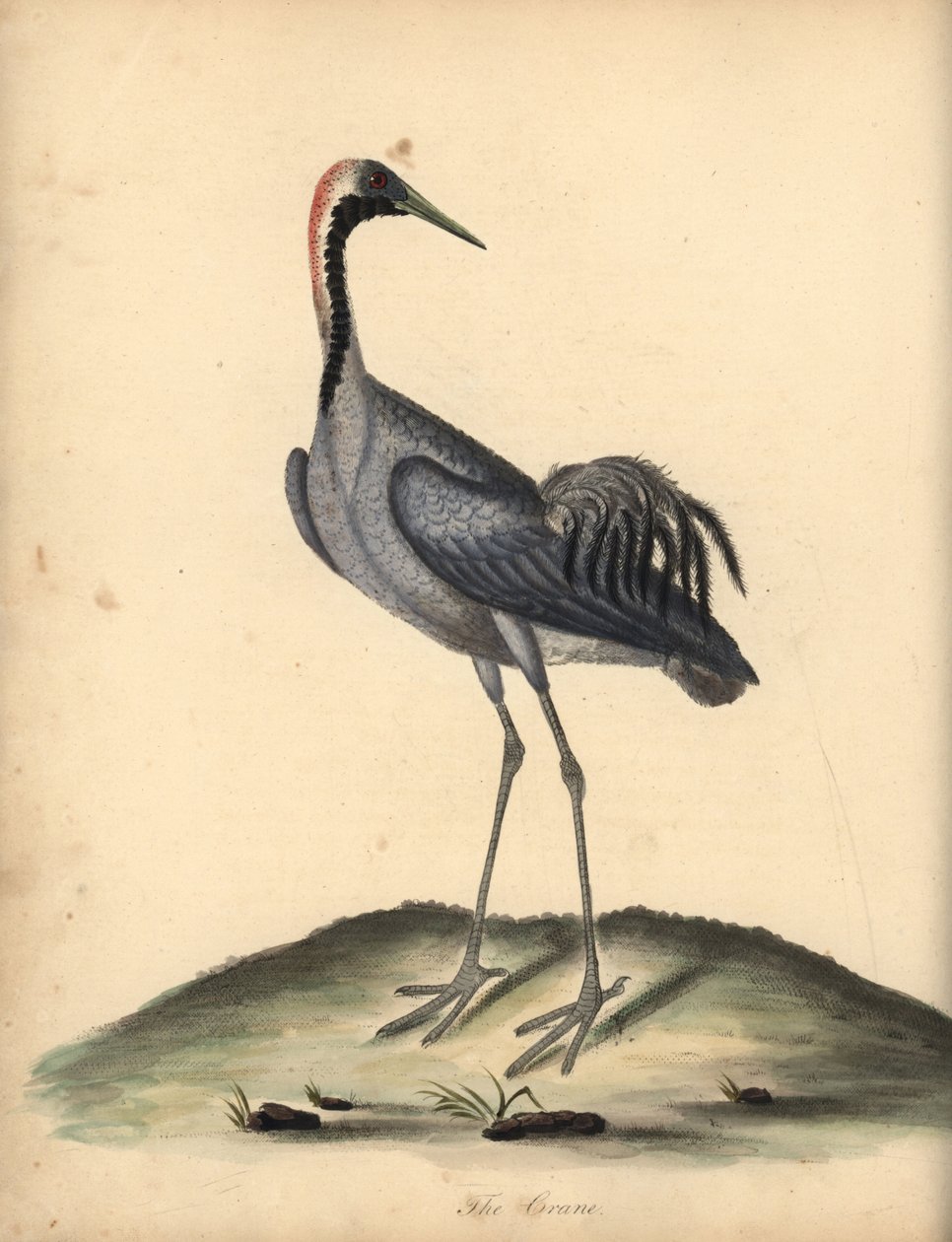Żuraw grus grus. (Ardea grus) Ręcznie barwiony miedzioryt przedstawiający ilustrację autorstwa Williama Hayesa z Portretów rzadkich i ciekawych ptaków z Menażerii w Osterly Park. autorstwa William Hayes