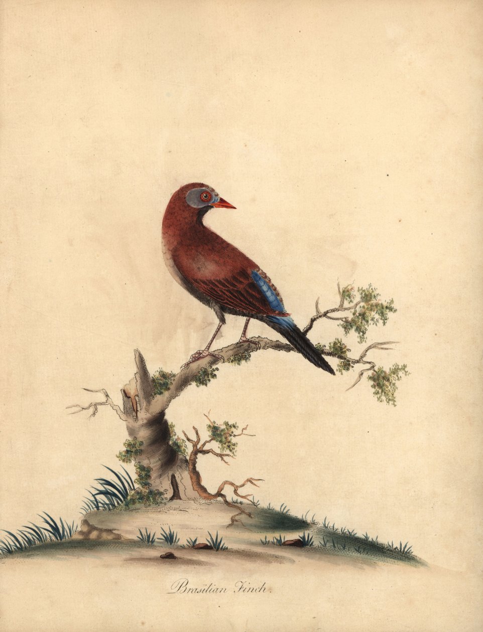 Grenadier zwyczajny, Uraeginthus granatinus, pochodzący z Afryki. (Dziwo brazylijska, Fringilla granatina) Ręcznie barwiony miedzioryt przedstawiający ilustrację autorstwa Williama Hayesa z Portretów rzadkich i ciekawych ptaków z Menażerii w Osterly Park,  autorstwa William Hayes