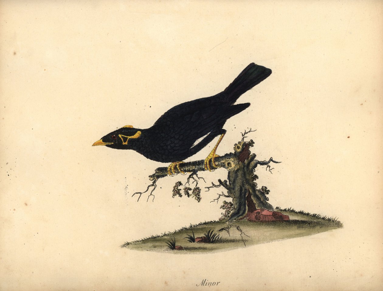 Wspólna górka myna, Gracula religiosa. (Minor grakle) Ręcznie barwiony miedzioryt przedstawiający ilustrację autorstwa Williama Hayesa z Portretów rzadkich i ciekawych ptaków z Menażerii Osterly Park (Londyn: Bulmer autorstwa William Hayes