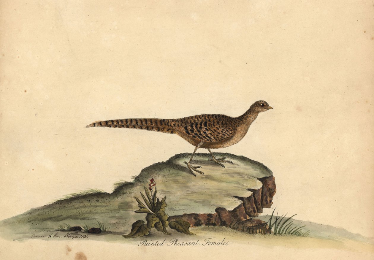 Bażant złocisty lub chiński, Chrysolophus pictus, samica. (Malowany bażant, Phasianus pictus) Ręcznie barwiony miedzioryt przedstawiający ilustrację autorstwa Ann i Emily Hayes z Portretów rzadkich i ciekawych ptaków Williama Hayesa z Menażerii w Osterly autorstwa William Hayes