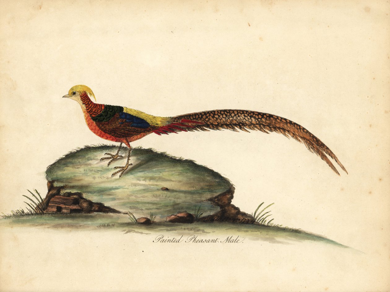 Bażant złocisty lub chiński, Chrysolophus pictus, samiec. (Malowany bażant, Phasianus pictus) Ręcznie barwiony miedzioryt przedstawiający ilustrację Williama Hayesa z Portretów rzadkich i ciekawych ptaków z Menażerii Osterly Park, Londyn: Bulmer autorstwa William Hayes