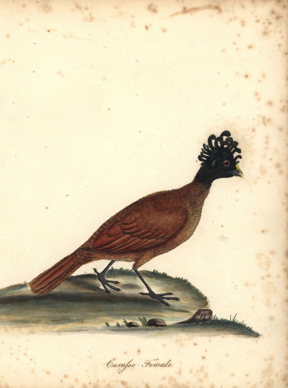 Curasówka wielka, Crax rubra, samica. (Curasso, Crax rubra) Podatny. Ręcznie kolorowany miedzioryt ilustracji autorstwa M (Matilda) Hayes z Portretów rzadkich i ciekawych ptaków Williama Hayesa z Menażerii Osterly Park, Londyn: Bulmer autorstwa William Hayes