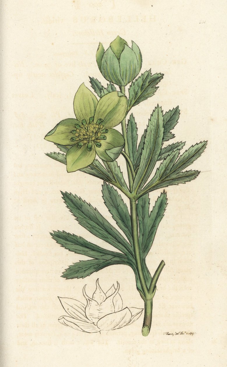 Ciemiernik zielony, Helleborus viridis. Ręcznie kolorowany miedzioryt wykonany przez Jamesa Sowerby