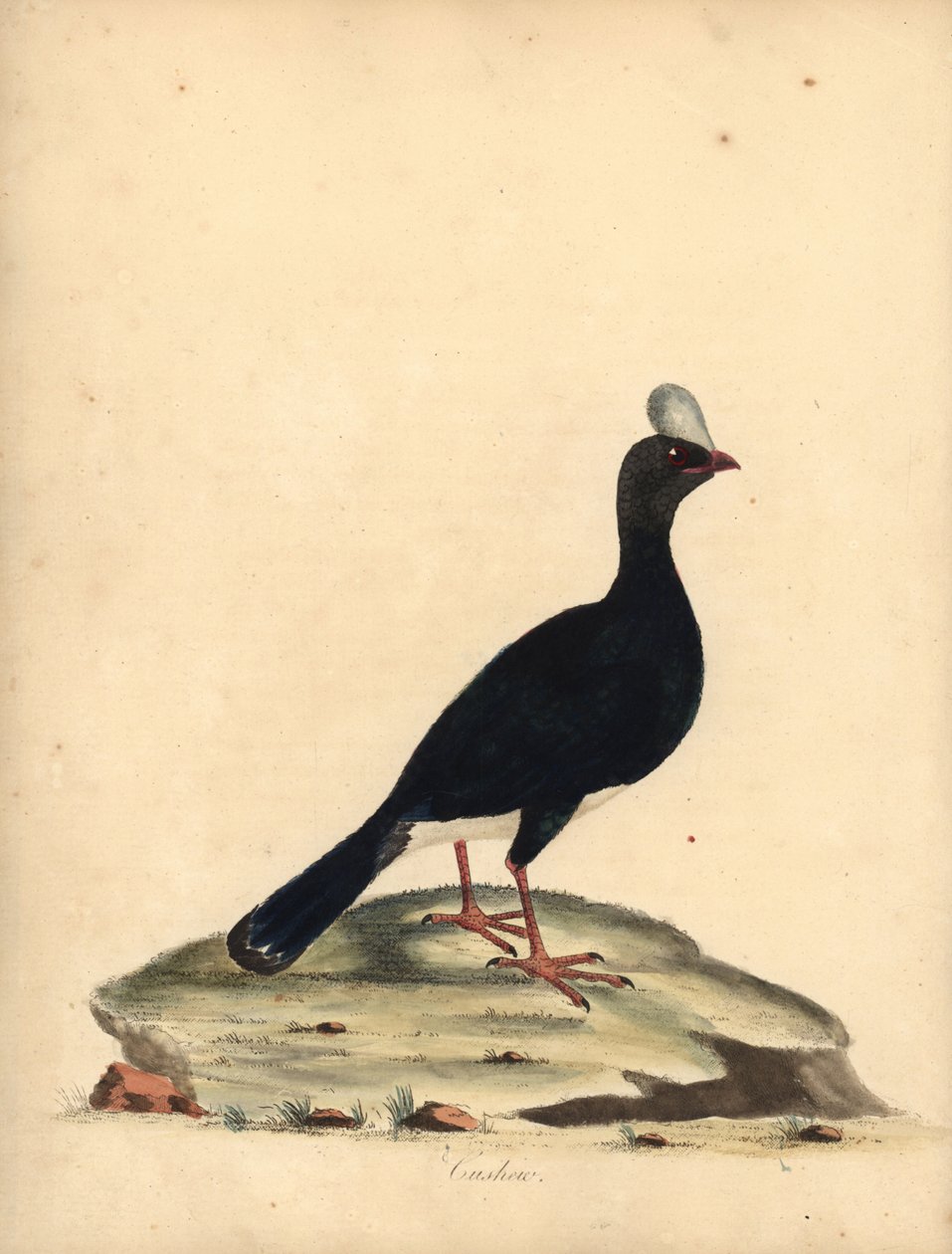 Currasow rogata, Pauxi unicornis. Zagrożony. (Cushew, Crax pauxi). Ręcznie barwiony miedzioryt przedstawiający ilustrację autorstwa Williama Hayesa z Portretów rzadkich i ciekawych ptaków z Menażerii Osterly Park (Londyn: Bulmer autorstwa William Hayes