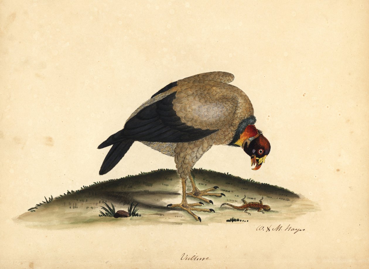 Sęp królewski, Sarcoramphus papa (Vultur papa). Ręcznie barwiony miedzioryt przedstawiający ilustrację autorstwa Williama Hayesa i jego córki M (Matyldy) z Portretów rzadkich i ciekawych ptaków z Menażerii w Osterly Park. autorstwa William Hayes