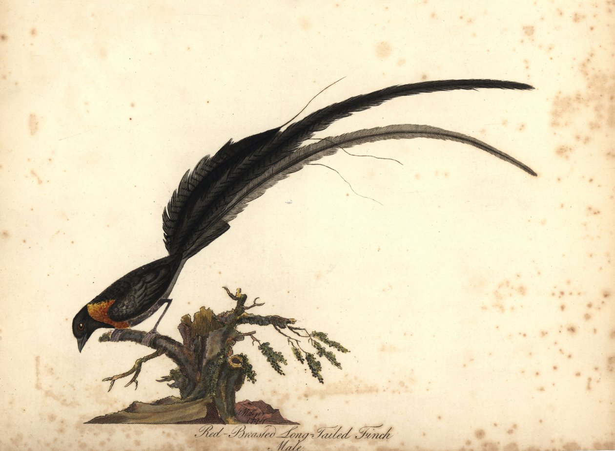 Długoogoniasty raj dlaczego, Vidua paradisaea, samiec. (Dzwoń żółtodzioba, Emberiza paradisaea) Ręcznie barwiony miedzioryt przedstawiający ilustrację autorstwa Williama Hayesa z Portretów rzadkich i ciekawych ptaków z Menażerii w Osterly Park, Lo autorstwa William Hayes