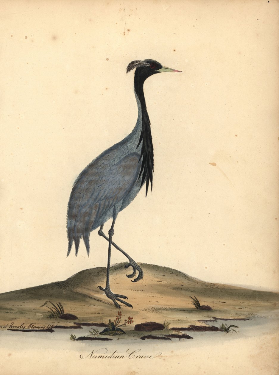Żuraw Mademoiselle, Anthropoides virgo (Żuraw numidyjski, Ardea virgo). Ręcznie kolorowany miedzioryt przedstawiający ilustrację autorstwa Ann i Emily Hayes z Portretów rzadkich i ciekawych ptaków Williama Hayesa z Menażerii w Osterly Park. autorstwa William Hayes