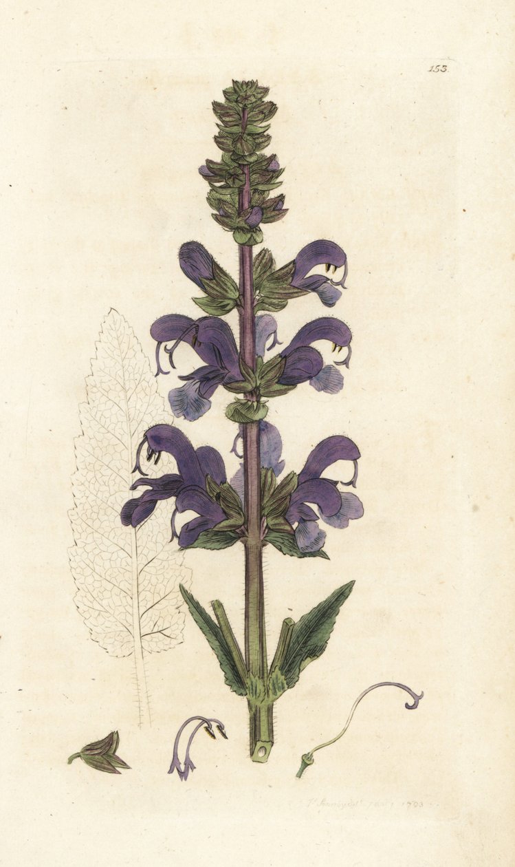Klarna łąkowa, Salvia pratensis. Ręcznie kolorowany miedzioryt wykonany przez Jamesa Sowerby