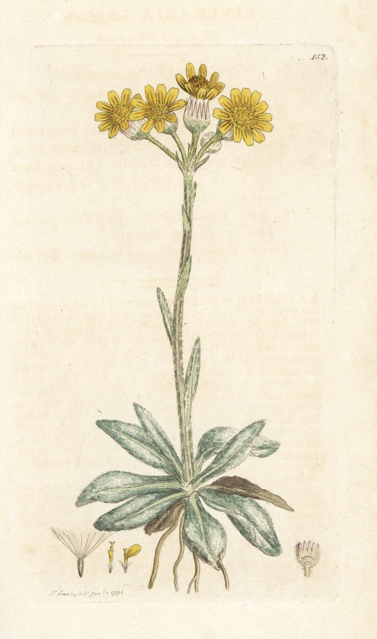 Pechowiec górski, Tephroseris integrifolia (Cineraria integrifolia). Ręcznie kolorowany miedzioryt wykonany przez Jamesa Sowerby