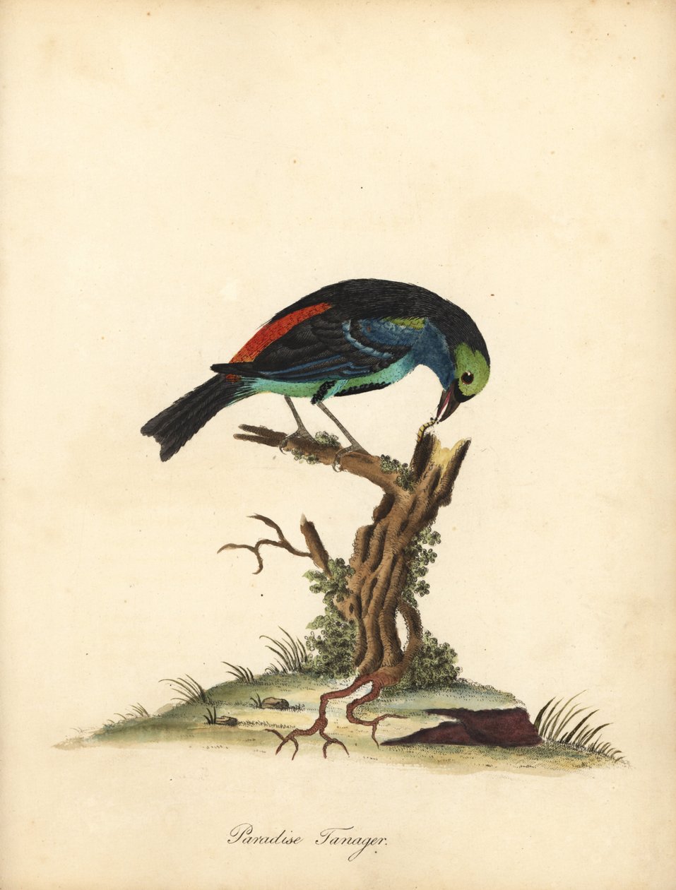 Tanager rajski, chilensis Tangara. (Tanagra tatao) Ręcznie barwiony miedzioryt ilustracji autorstwa Williama Hayesa z Portretów rzadkich i ciekawych ptaków z Menażerii Osterly Park (Londyn: Bulmer) autorstwa William Hayes