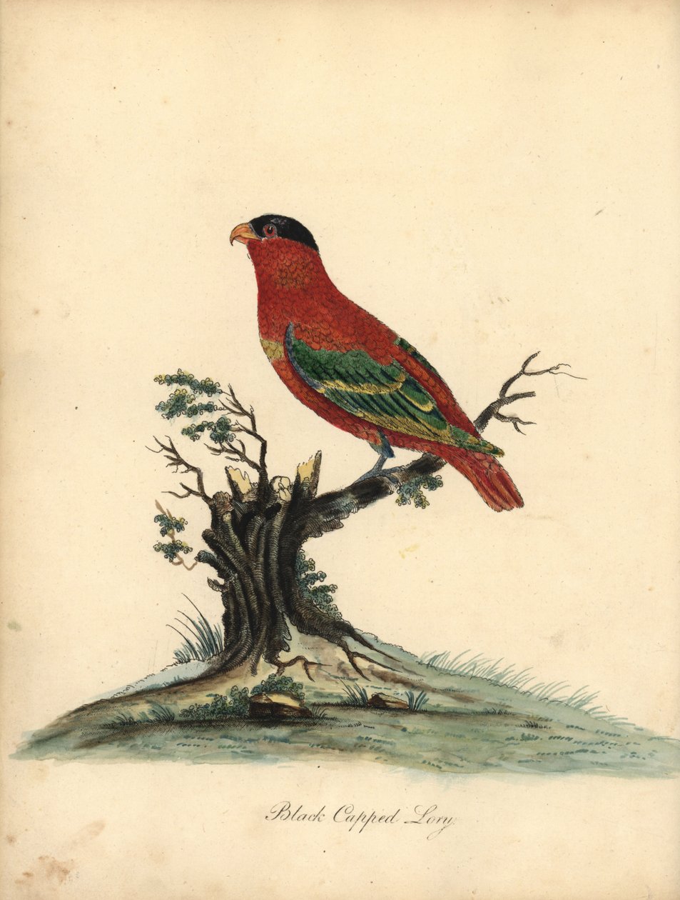 Lorius domicella. Zagrożony. Czarnogłowa lory, Psittacus domicilla. Ręcznie barwiony miedzioryt przedstawiający ilustrację autorstwa Williama Hayesa z Portretów rzadkich i ciekawych ptaków z Menażerii Osterly Park (Londyn: Bulmer autorstwa William Hayes