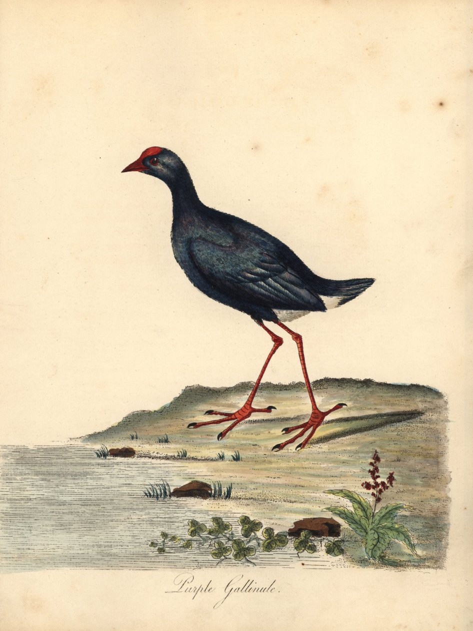 Purpurowy bagno, Porphyrio porphyrio. (Purple gallinule, Fulica porphyrio) Ręcznie barwiony miedzioryt ilustracji autorstwa Williama Hayesa z Portretów rzadkich i ciekawych ptaków z Menażerii Osterly Park (Londyn: Bulmer autorstwa William Hayes
