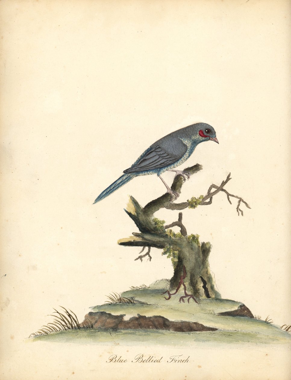 Cordonbleu o czerwonych policzkach, Uraeginthus bengalus. (Dziwonia niebieskobrzucha, Fringilla benghalus.) Ręcznie barwiony miedzioryt ilustracji autorstwa Williama Hayesa z Portretów rzadkich i ciekawych ptaków z Menażerii Osterly Park (Londyn: Bulmer autorstwa William Hayes