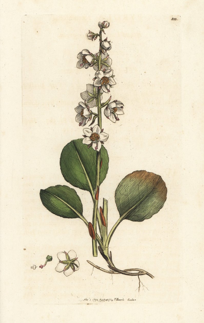 Zimozielony okrągłolistny, Pyrola rotundifolia. Ręcznie kolorowany miedzioryt wykonany przez Jamesa Sowerby