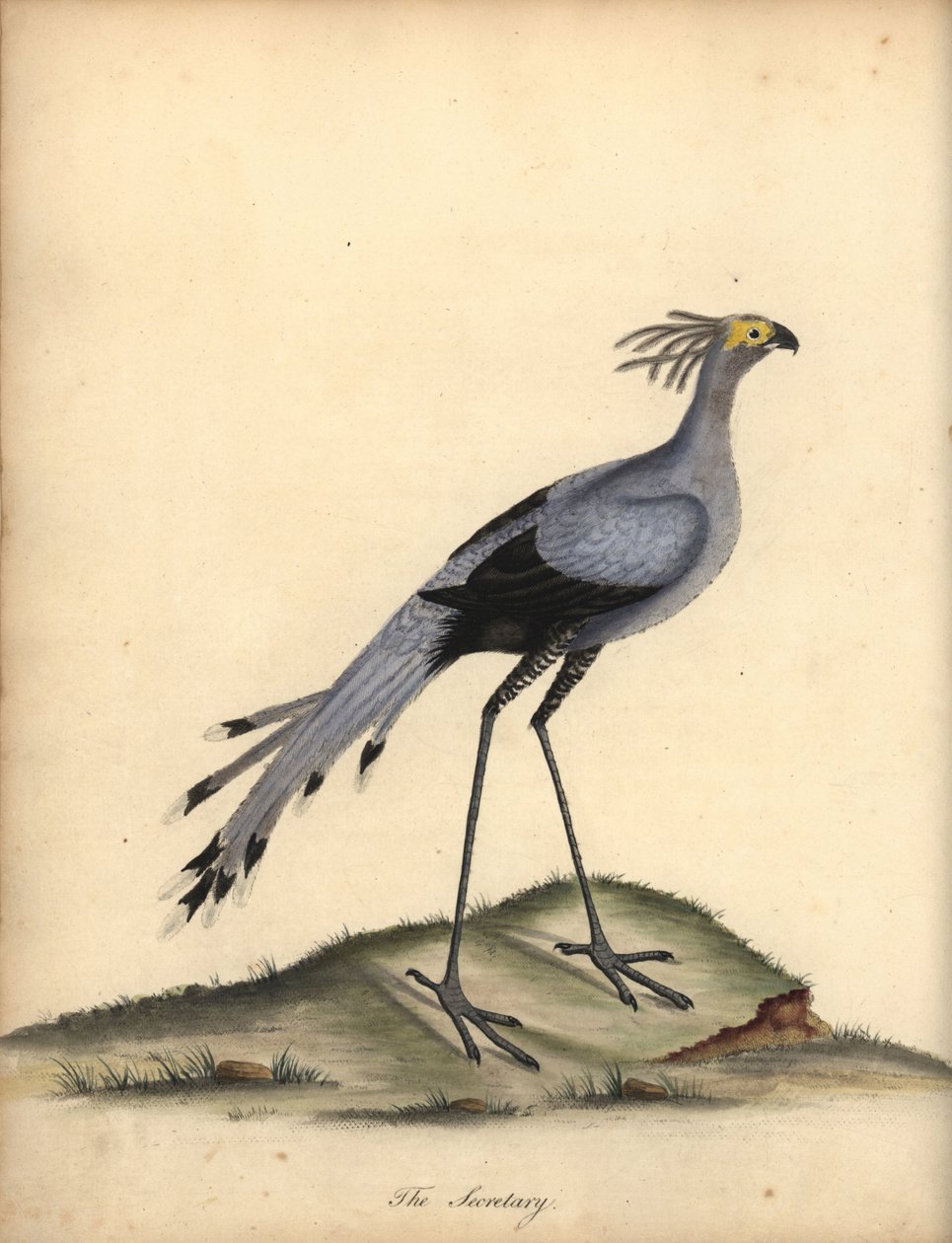 Sekretarz ptak, Strzelec serpentarius. Wrażliwy. (Falco serpentarius) Ręcznie barwiony miedzioryt przedstawiający ilustrację autorstwa Williama Hayesa z Portretów rzadkich i ciekawych ptaków z Menażerii w Osterly Park. autorstwa William Hayes
