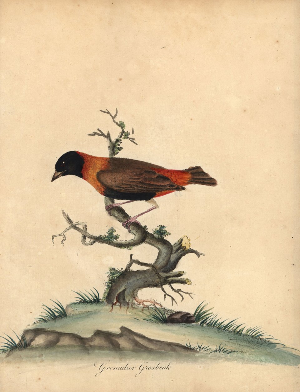 Czerwony biskup południowy, Euplectes orix. (Grenadier grubodziób, Loxia orix) Ręcznie barwiony miedzioryt ilustracji autorstwa Williama Hayesa z Portretów rzadkich i ciekawych ptaków z Menażerii Osterly Park, Londyn: Bulmer autorstwa William Hayes