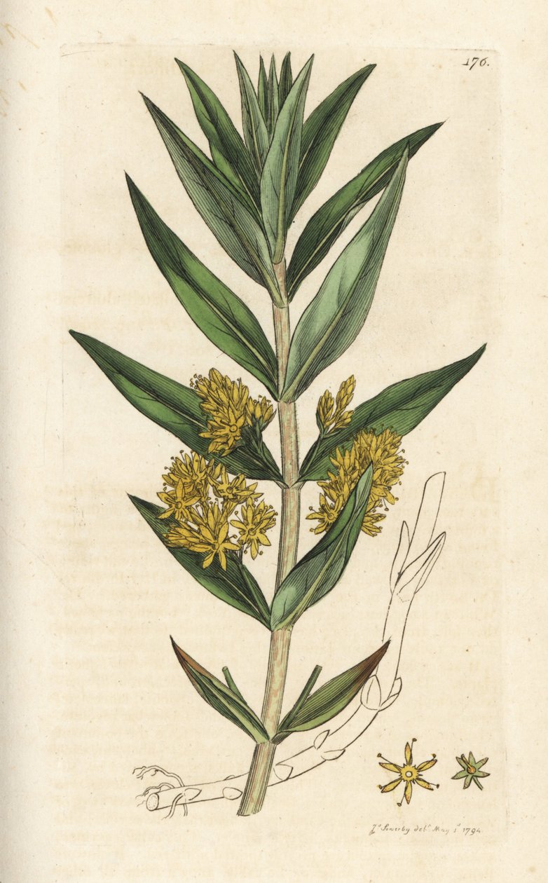 Czernica pospolita, Lysimachia thyrsiflora. Ręcznie barwiony miedzioryt wykonany przez Jamesa Sowerby