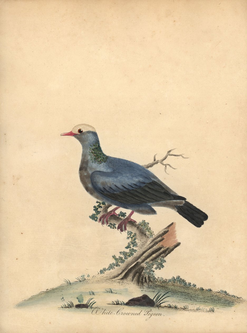 Gołąb białokoronowy, Patagioenas leucocephala. Prawie zagrożony. (Columba leucocephala) Ręcznie barwiony miedzioryt przedstawiający ilustrację autorstwa Williama Hayesa z Portretów rzadkich i ciekawych ptaków z Menażerii w Osterly Park. autorstwa William Hayes