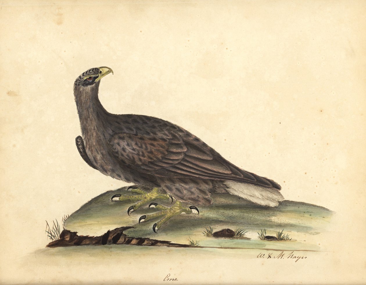 Bielik, Haliaeetus albicilla (Erne, Aquila albicilla). Ręcznie kolorowany miedzioryt przedstawiający ilustrację autorstwa Williama Hayesa i jego córki M (Matyldy) z Portretów rzadkich i ciekawych ptaków z Menażerii Osterly Park, Londyn: B autorstwa William Hayes