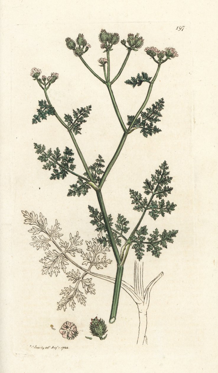 Biały koronkowy kwiat, Orlaya grandiflora (Mała pietruszka caucalis lub basard, Caucalis daucoides). Ręcznie barwiony miedzioryt wykonany przez Jamesa Sowerby