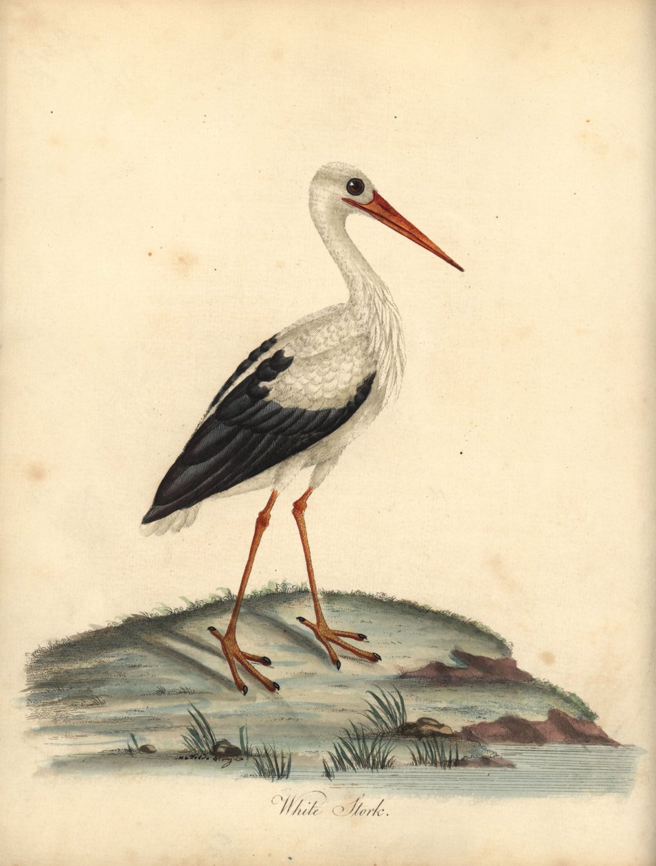 Bocian biały, Ciconia ciconia. (Ardea ciconia) Ręcznie kolorowany miedzioryt ilustracji autorstwa Williama Hayesa i Matildy Hayes z Portretów rzadkich i ciekawych ptaków Williama Hayesa z Menażerii Osterly Park, Londyn: Bulmer autorstwa William Hayes