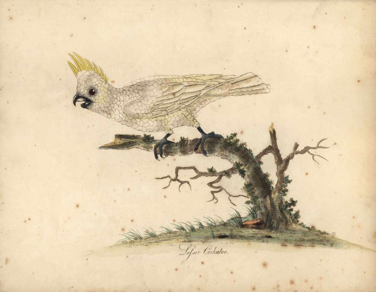 Kakadu żółtoczuba, Cacatua sulphurea Krytycznie zagrożone. (kakadu biała mała) Ręcznie barwiony miedzioryt przedstawiający ilustrację autorstwa Williama Hayesa z Portretów rzadkich i ciekawych ptaków z Menażerii w Osterly Park. autorstwa William Hayes
