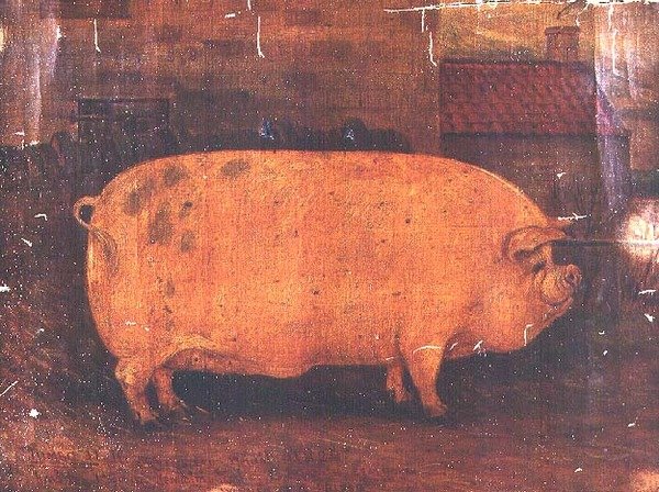 Nagroda Świnia Jumbo II autorstwa William Henderson