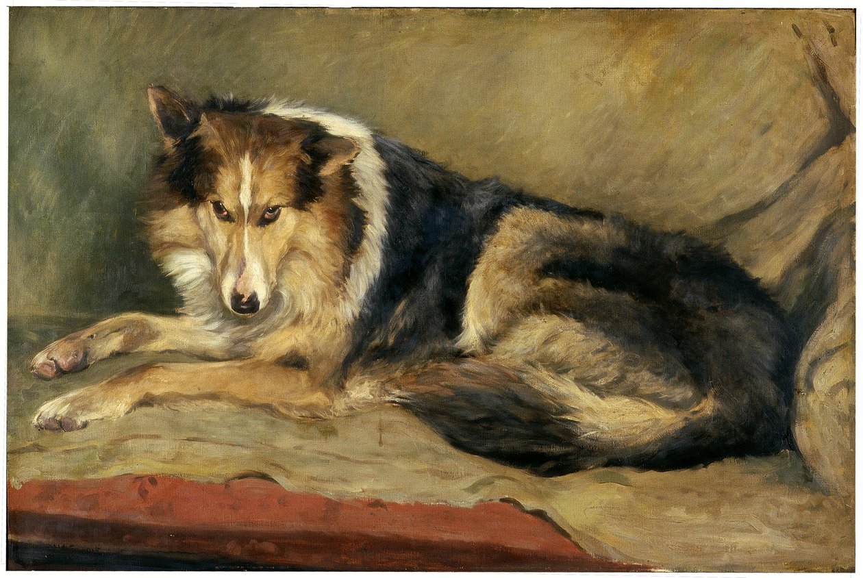 pies collie autorstwa William Henry Charlton