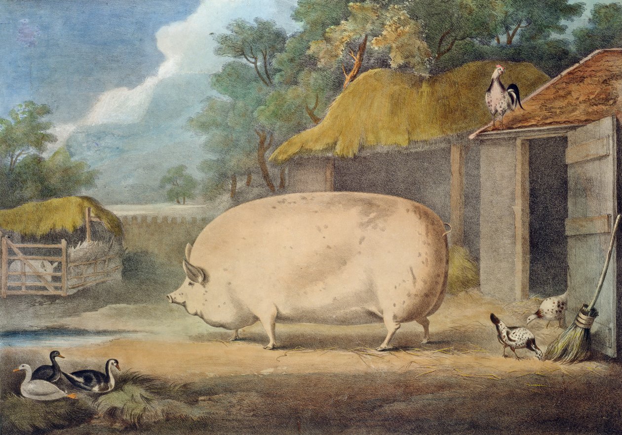 Locha z Leicester, 2 lata, własność Samuela Wiley autorstwa William Henry Davis