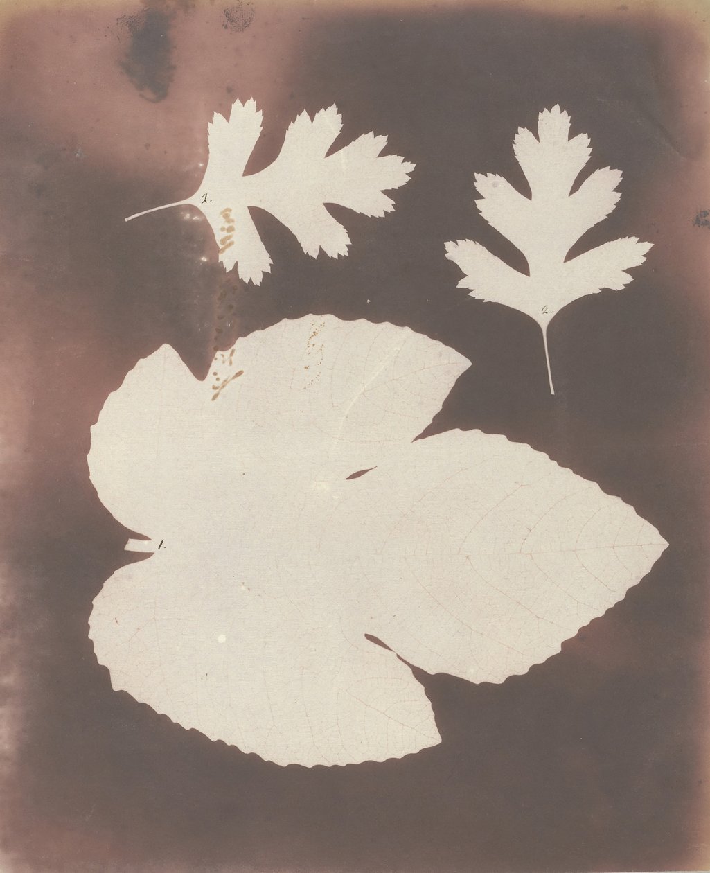 1. Liść figowy. 2. Liść białego ciernia, 1839. autorstwa William Henry Fox Talbot