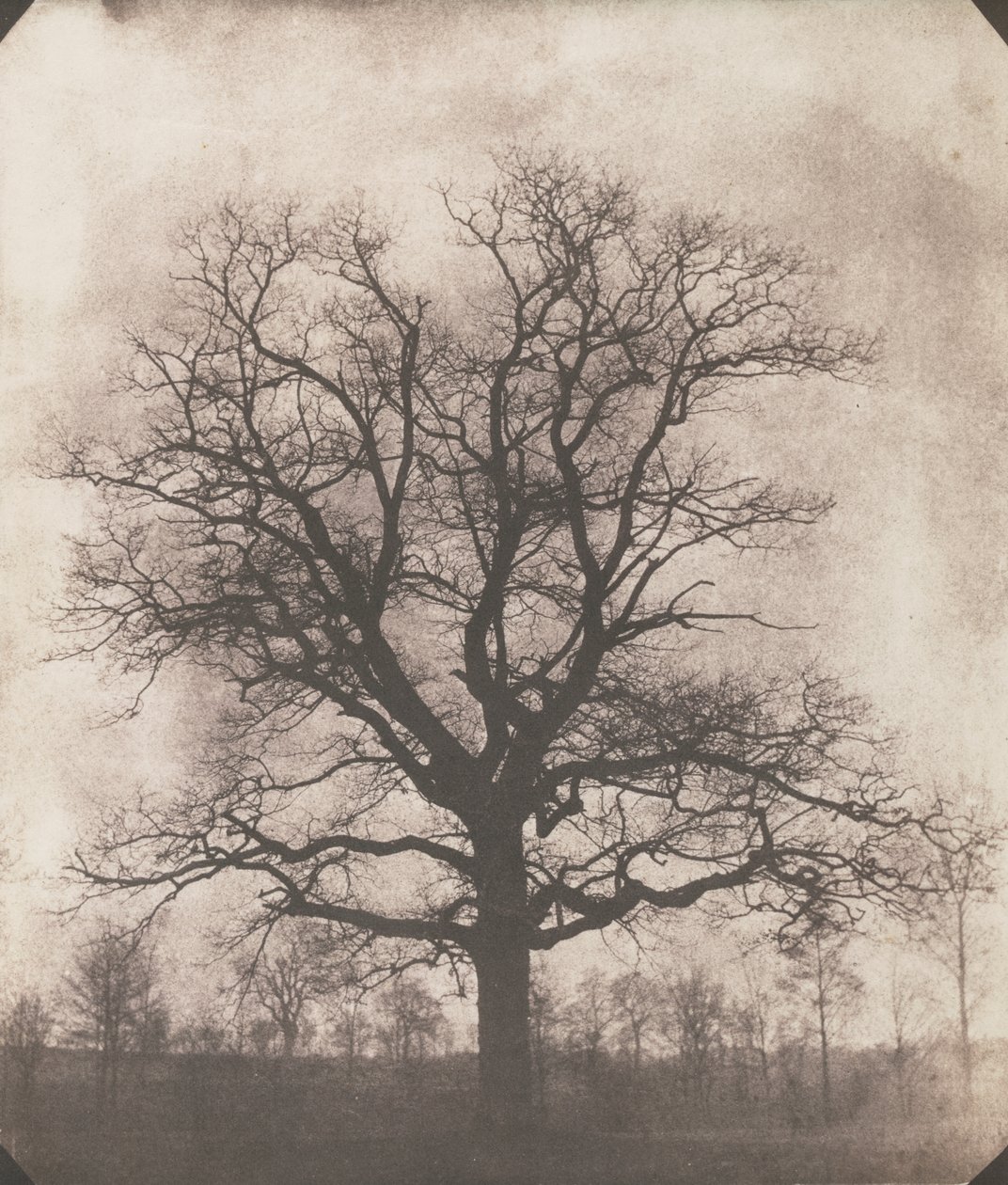 Dąb zimą, ok. 1892-93 (negatyw kalotypu) autorstwa William Henry Fox Talbot
