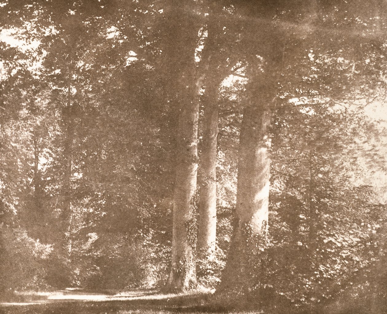Buki, opactwo Lacock, ok. 1844 (zdjęcie w sepii) autorstwa William Henry Fox Talbot