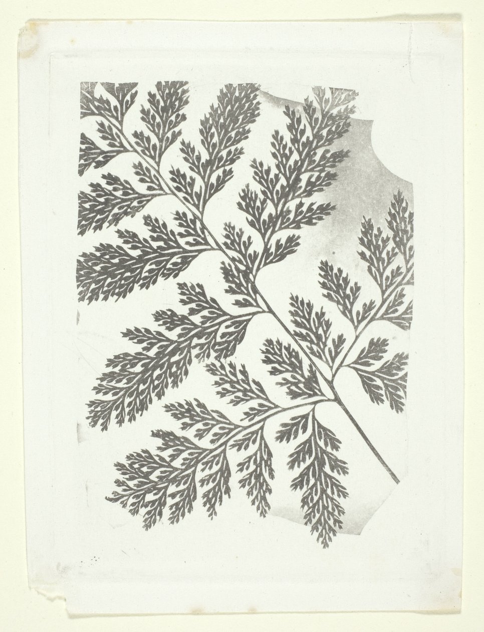 Gałąź paproci autorstwa William Henry Fox Talbot