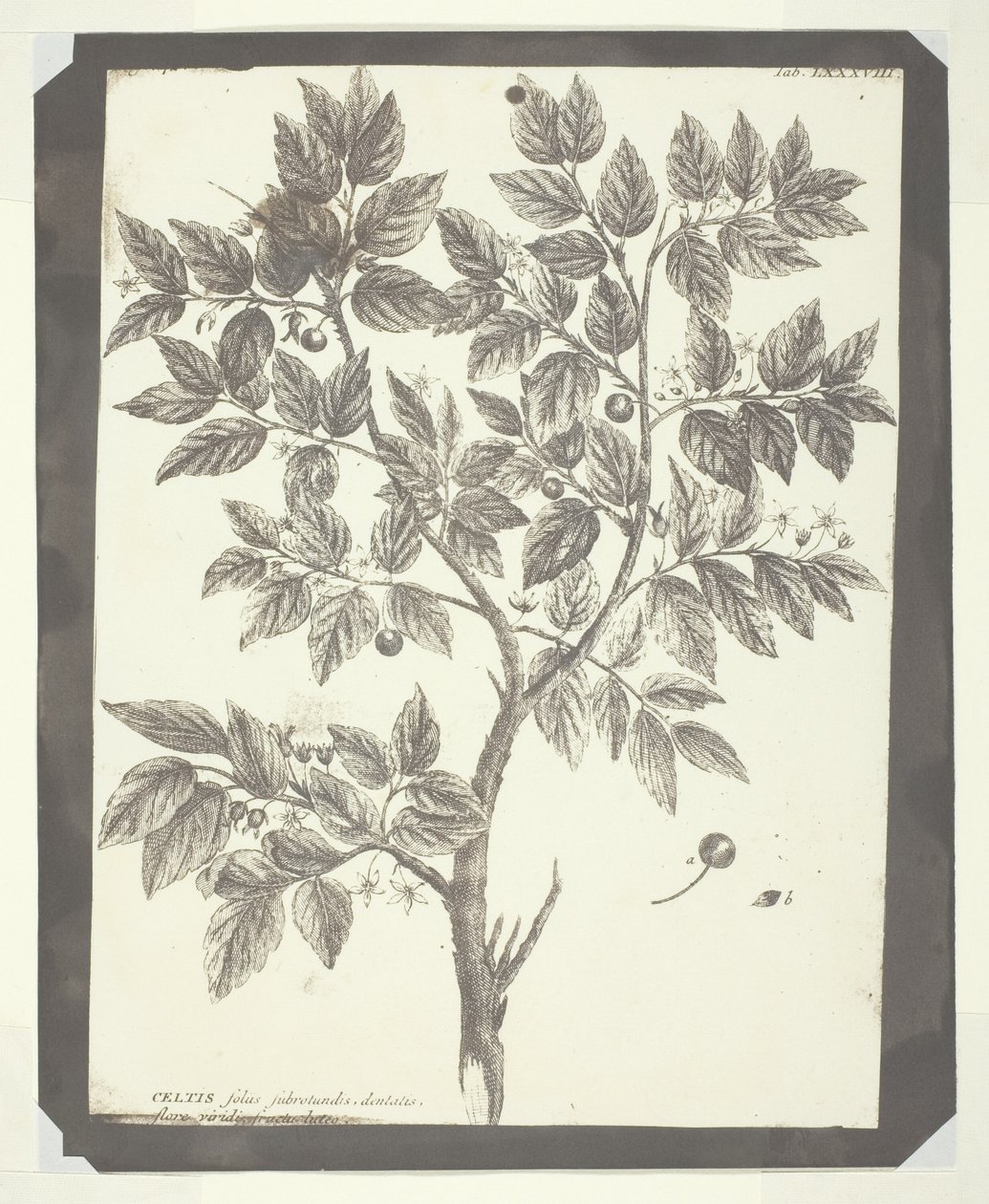 Kopia ryciny botanicznej „Celtis” autorstwa William Henry Fox Talbot