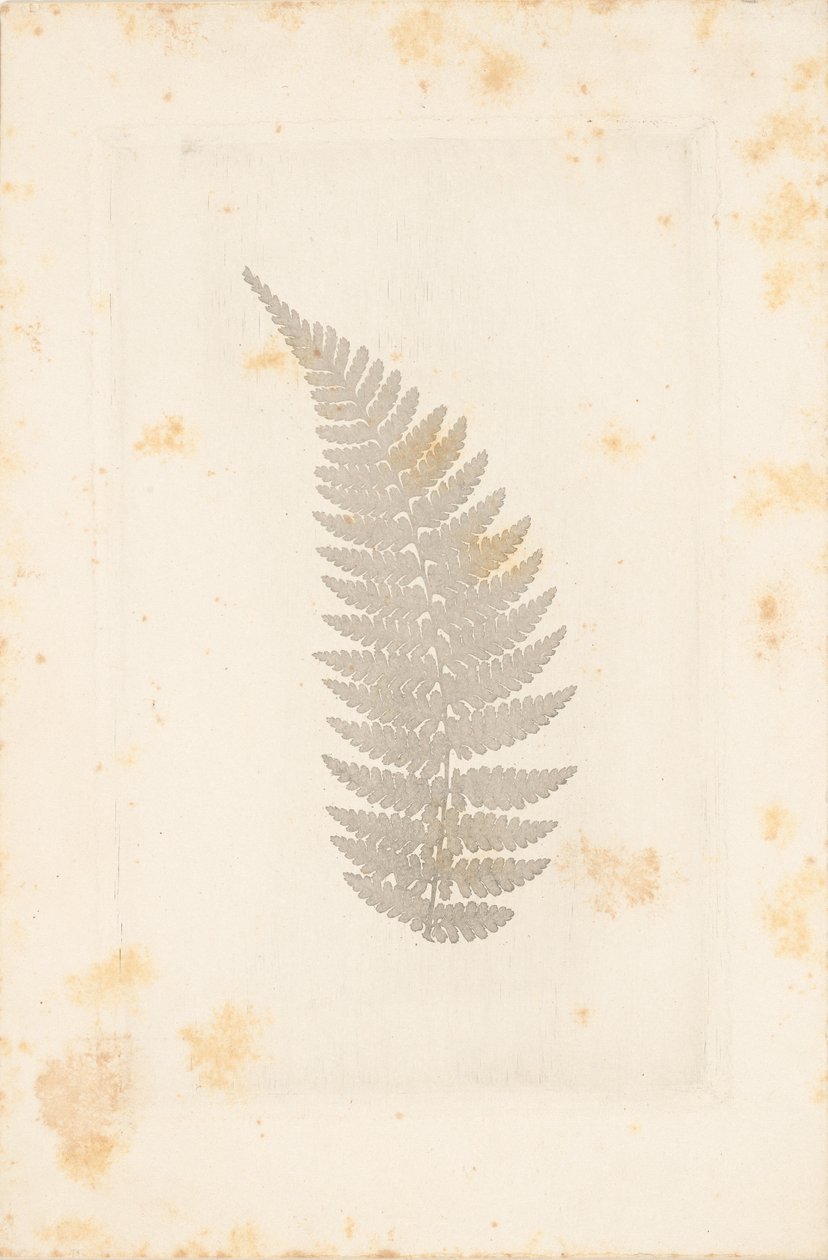 [Daleko] autorstwa William Henry Fox Talbot
