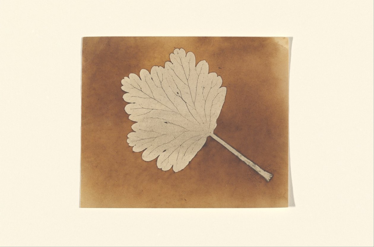 [Blatt] autorstwa William Henry Fox Talbot
