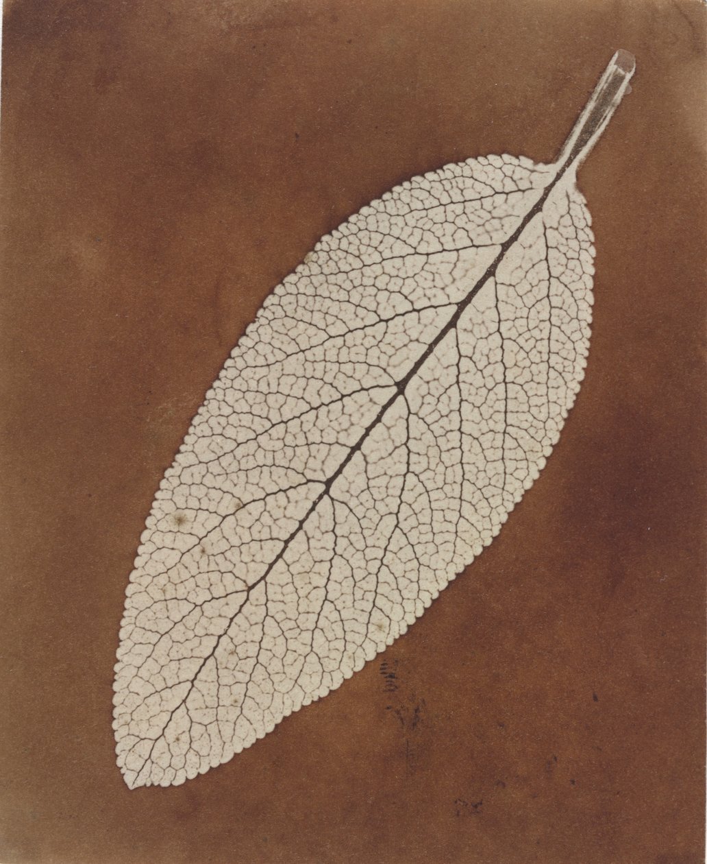Studium liścia, 1839/1840 (zdjęcie) autorstwa William Henry Fox Talbot