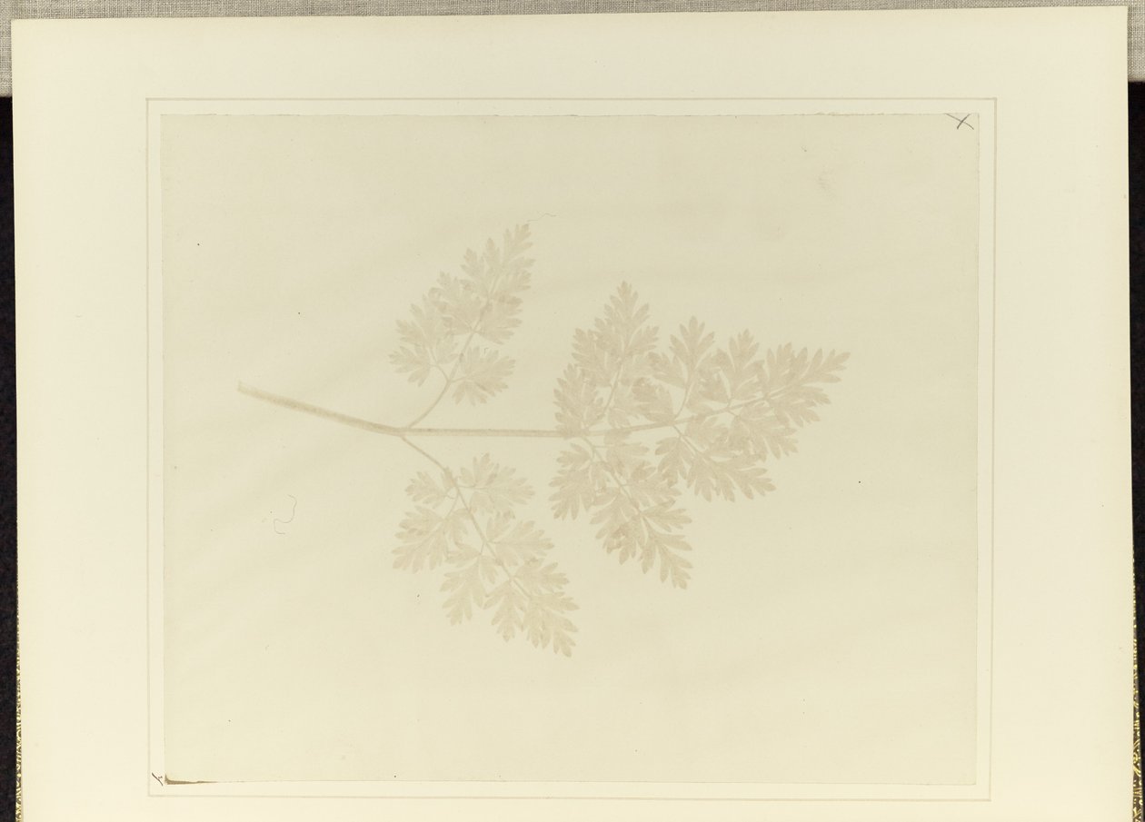 Liść rośliny autorstwa William Henry Fox Talbot