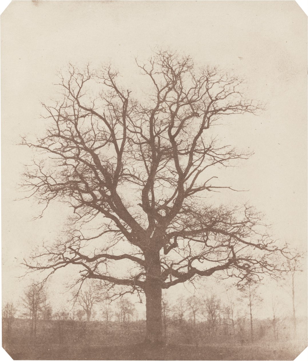 Dąb autorstwa William Henry Fox Talbot