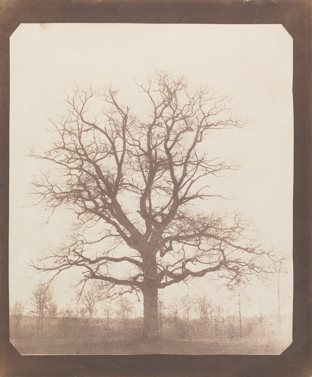 Dąb zimą autorstwa William Henry Fox Talbot