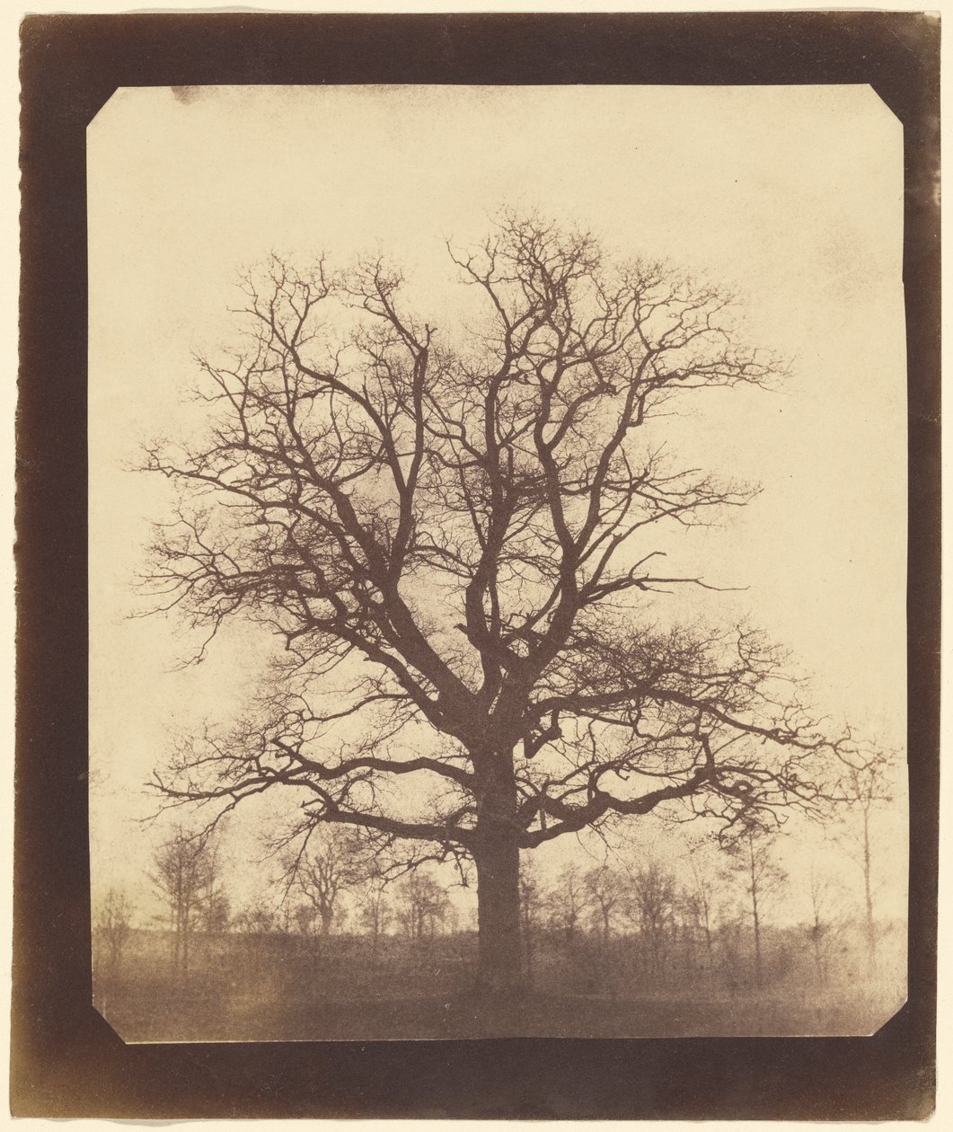 Dąb zimą autorstwa William Henry Fox Talbot
