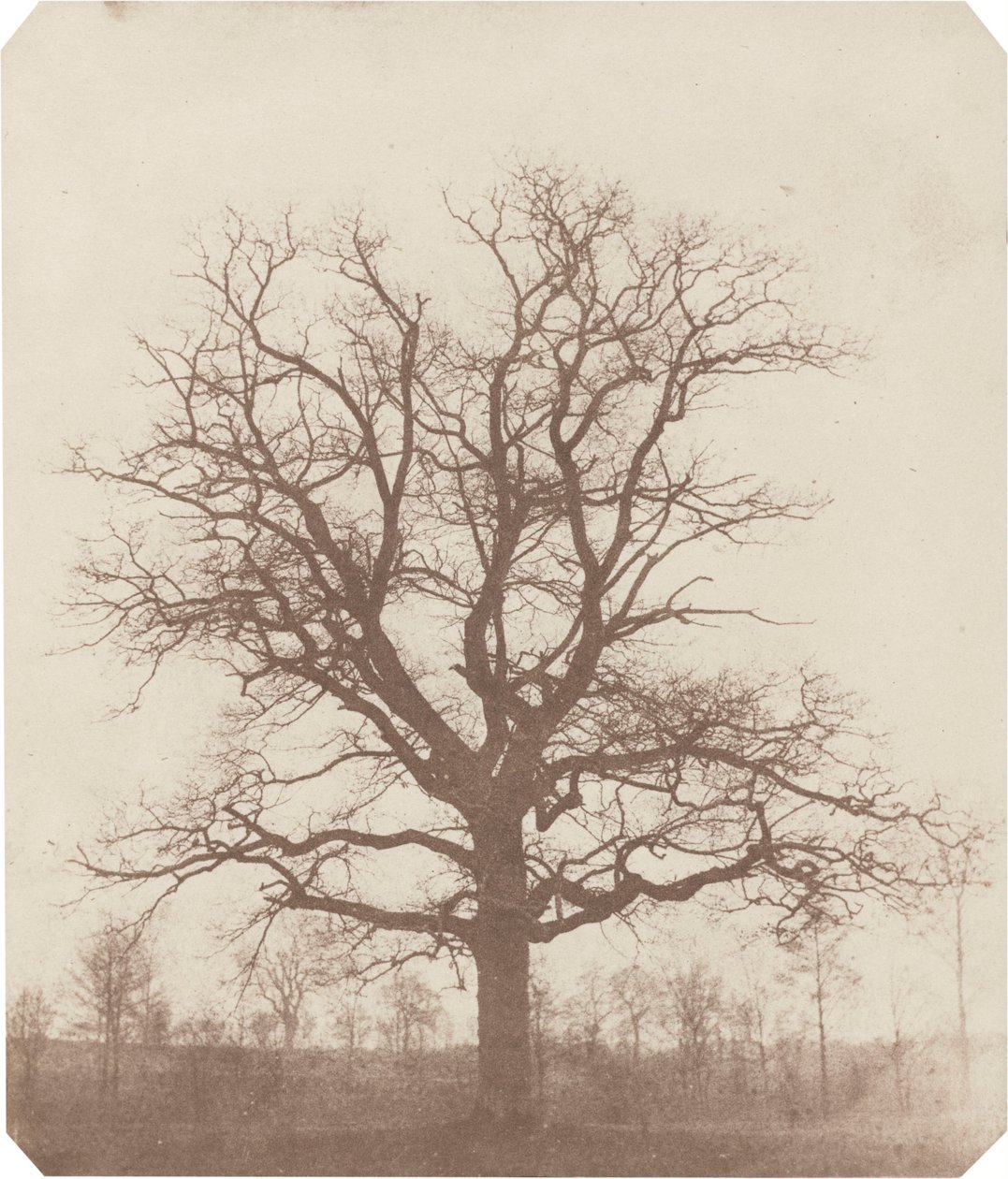 Drzewo dębu, połowa lat 1840-tych (zdjęcie) autorstwa William Henry Fox Talbot
