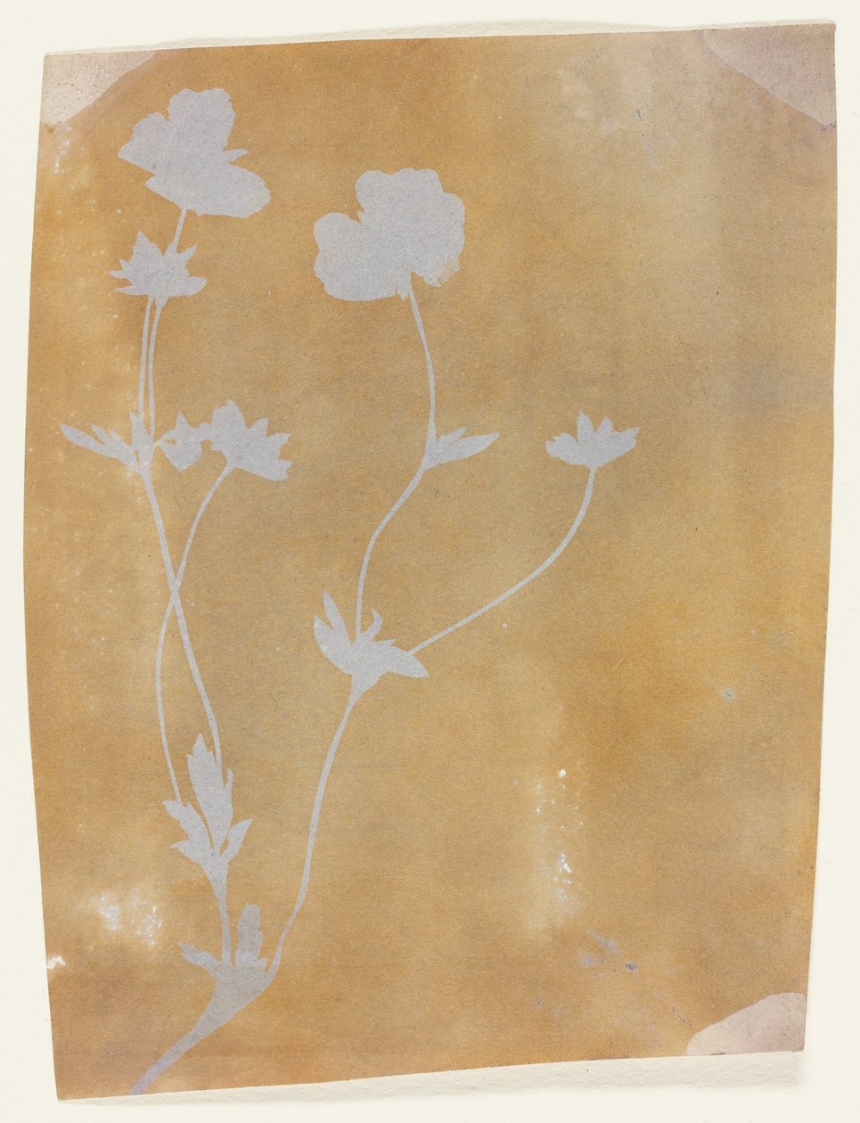 Łodyga liści i kwiatów autorstwa William Henry Fox Talbot