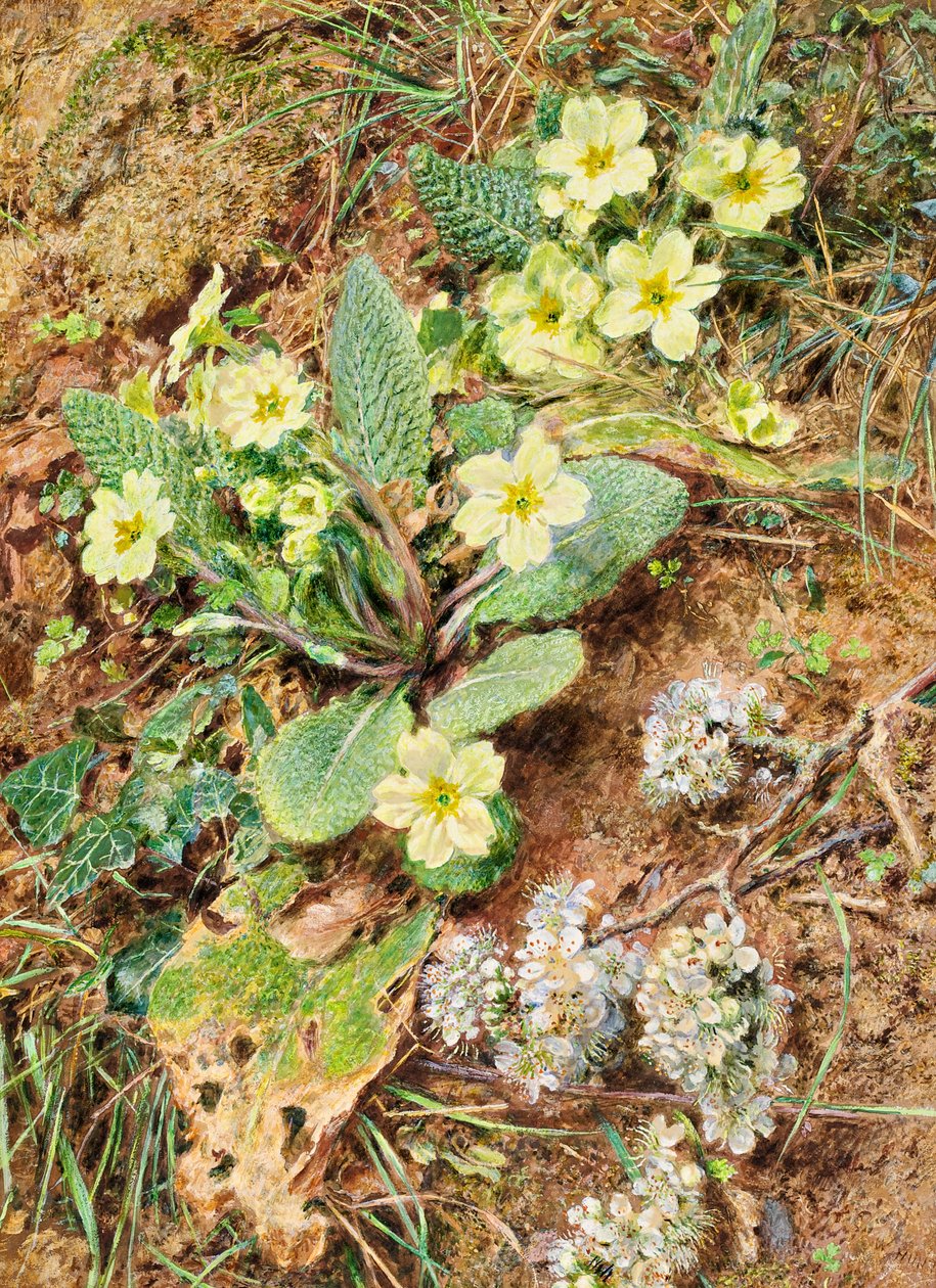 Bank of Primroses i Blackthorn autorstwa William Henry Hunt