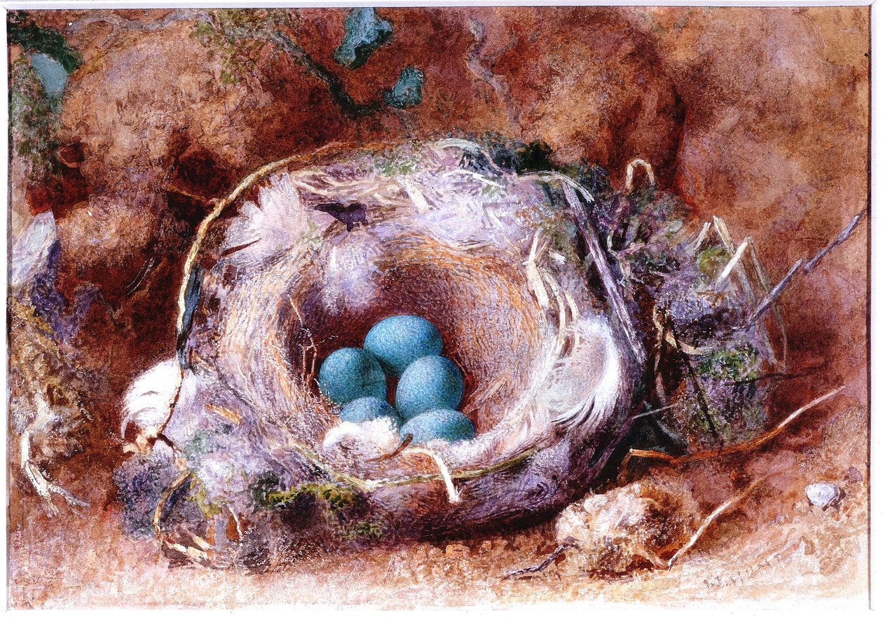 Ptasie Gniazdo (bc i wc na papierze) autorstwa William Henry Hunt