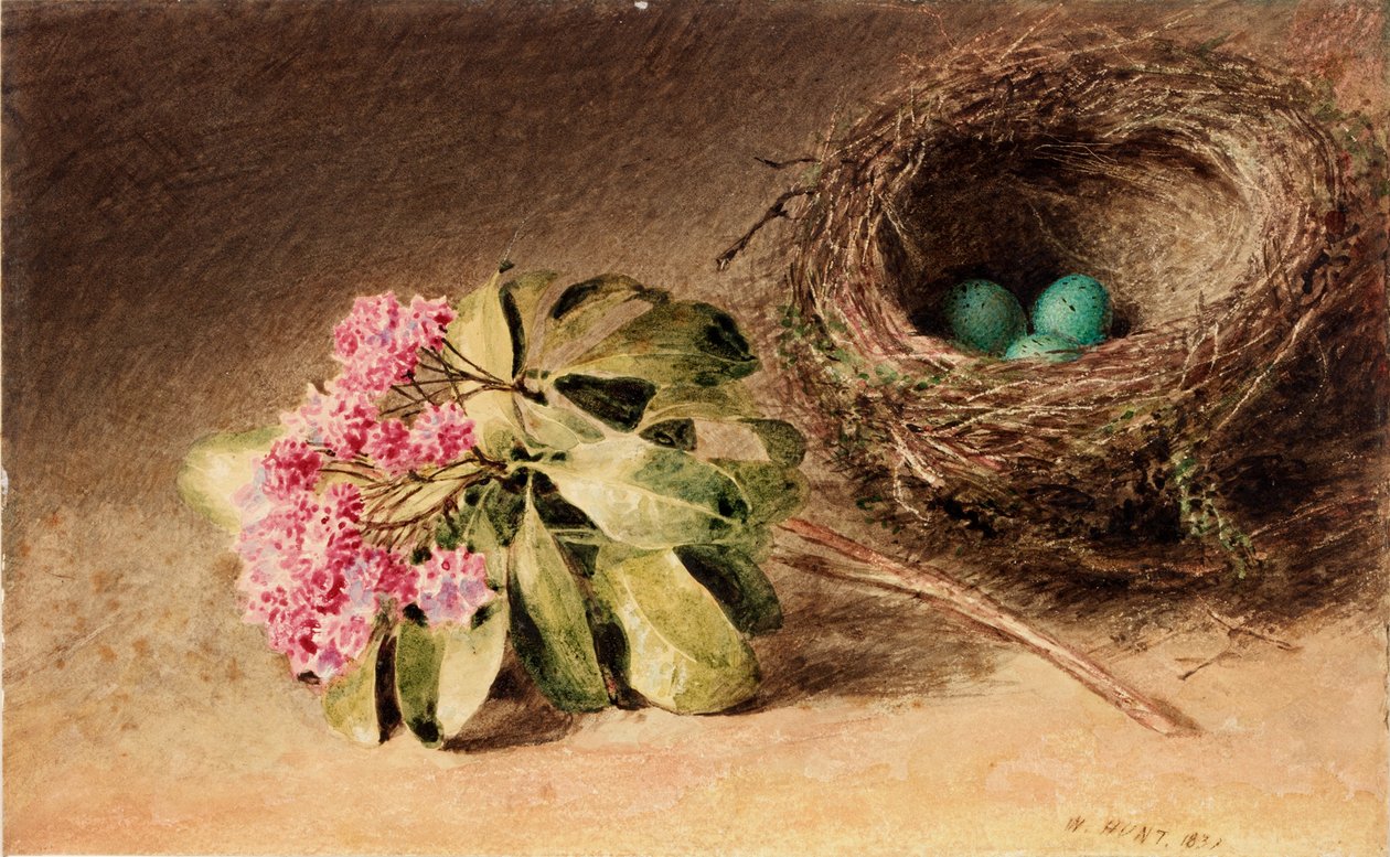 Ptasie Gniazdo z Kwiatem (kolor nadwozia) autorstwa William Henry Hunt