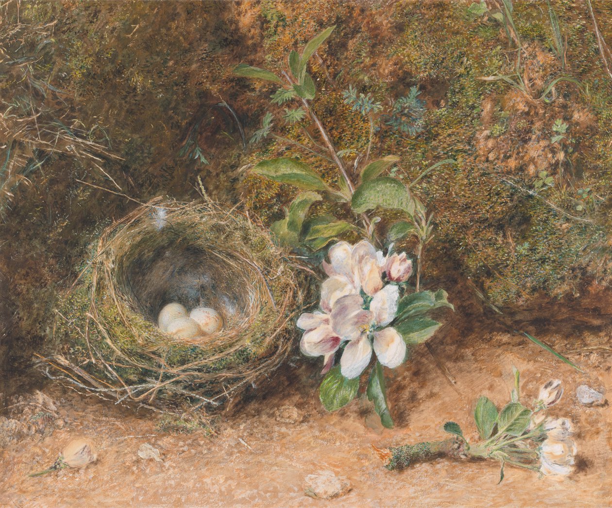 Ptasie Gniazdo z Sprayem Kwiatów Jabłoni autorstwa William Henry Hunt