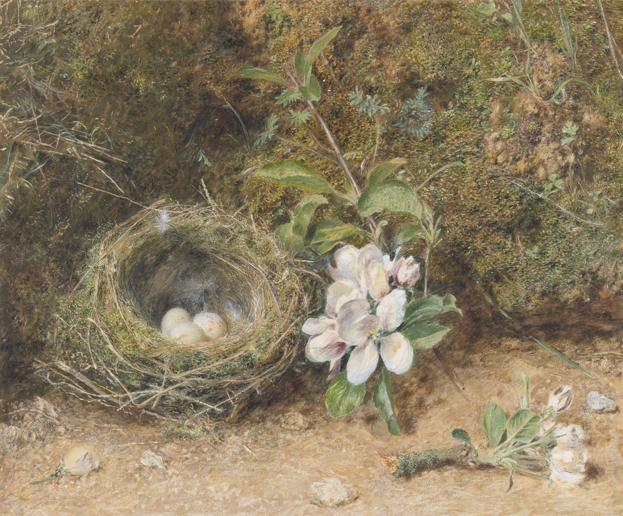 Ptasie Gniazdo ze sprayami z kwiatów jabłoni, ok.1845-50 (kolor nadwozia i wc z kredą i gumą na papierze) autorstwa William Henry Hunt