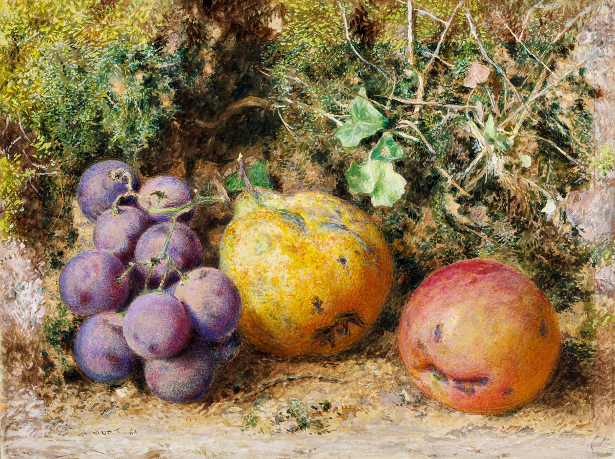 Czarne winogrona, pigwa i Newtown Pippin, 1861 (wc na karcie) autorstwa William Henry Hunt